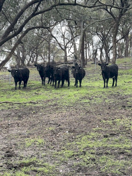 6 Pure Bred Angus Heifers