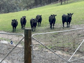 6 Pure Bred Angus Heifers