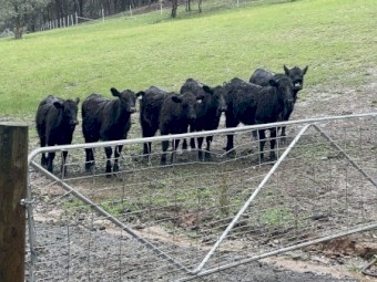 6 Pure Bred Angus Heifers