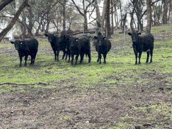 6 Pure Bred Angus Heifers