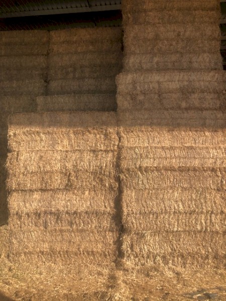 100mt Vetch Hay 8x4x3 Bales