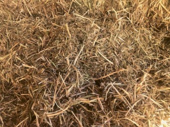 100mt Vetch Hay 8x4x3 Bales