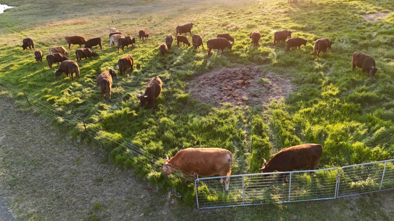 Full Blood Wagyu cattle must sell