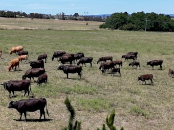 Full Blood Wagyu cattle must sell