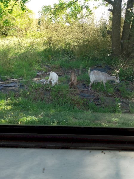 Rangleland Goats x 5