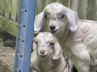 Rangleland Goats x 5