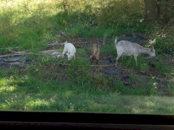Rangleland Goats x 5