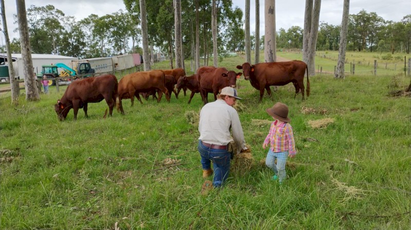 5 x Registered Red Devon Cows - Regretful Sale 