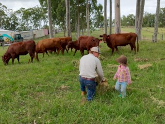 5 x Registered Red Devon Cows - Regretful Sale 