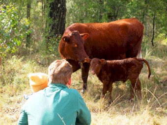 5 x Registered Red Devon Cows - Regretful Sale 