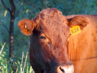 5 x Registered Red Devon Cows - Regretful Sale 