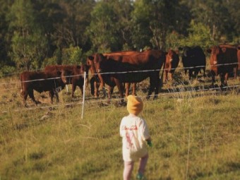 5 x Registered Red Devon Cows - Regretful Sale 