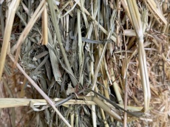 Vetch Oat Hay