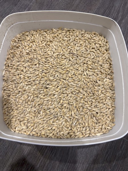 200+ mt Feed Barley