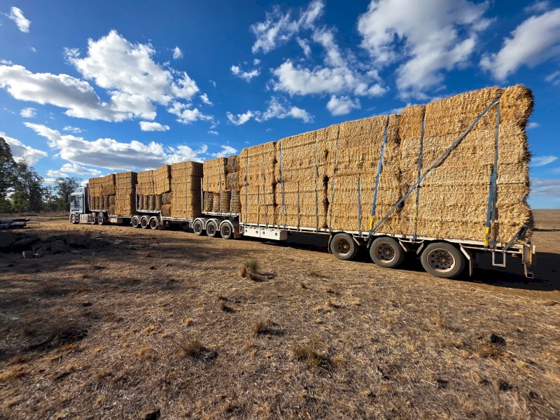 1000mt Barley Straw 480-550kg 8x4x3 Bales
