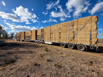 1000mt Barley Straw 480-550kg 8x4x3 Bales
