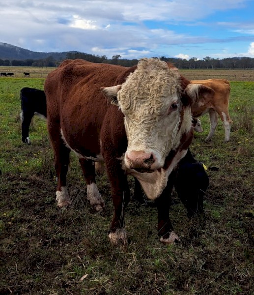 Poll Hereford Bull - Hereford Stud Purebred AI - Extremely Quiet & Easy To Manage