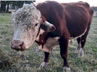 Poll Hereford Bull - Hereford Stud Purebred AI - Extremely Quiet & Easy To Manage