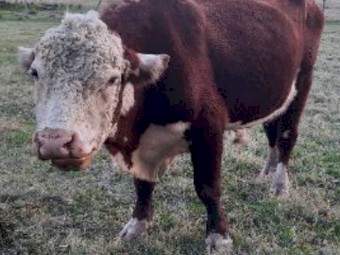 Poll Hereford Bull - Hereford Stud Purebred AI - Extremely Quiet & Easy To Manage