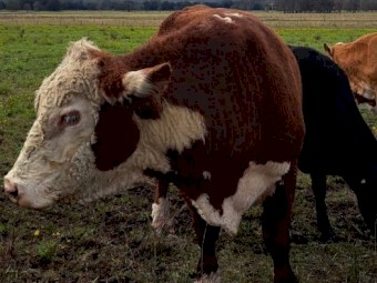 Poll Hereford Bull - Hereford Stud Purebred AI - Extremely Quiet & Easy To Manage