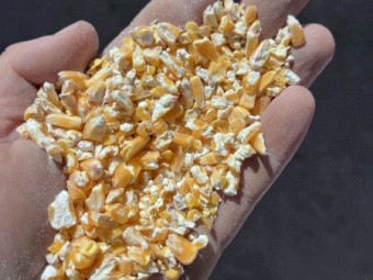 500mt Cracked or Whole Maize