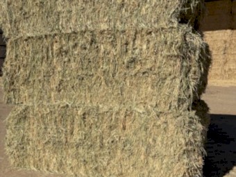 75mt Oaten Hay 600kg 8x4x3 Bales