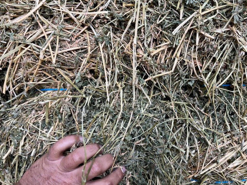Lucerne Prime Shedded