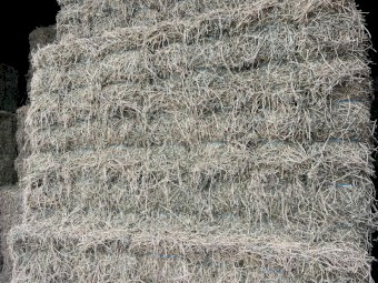 Lucerne Prime Shedded