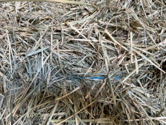 Rhodes Grass Small Squares