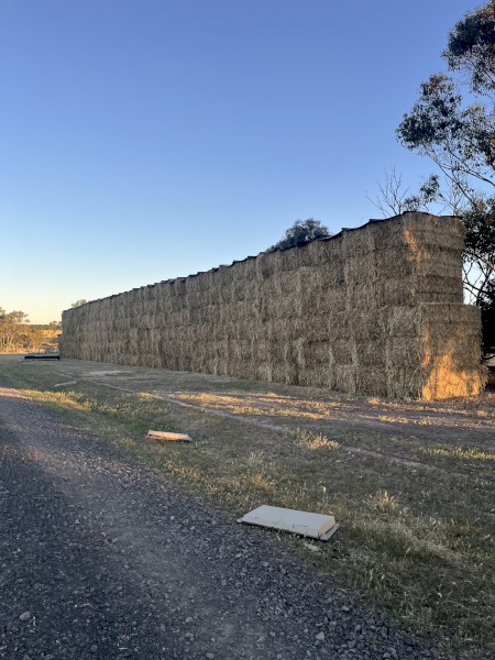 Wheaten Hay 8x4x3 Bales