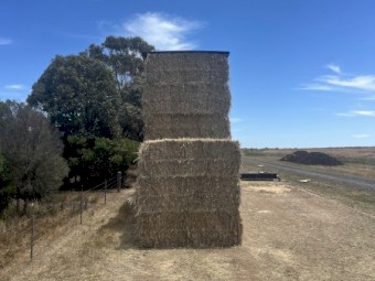 Wheaten Hay 8x4x3 Bales