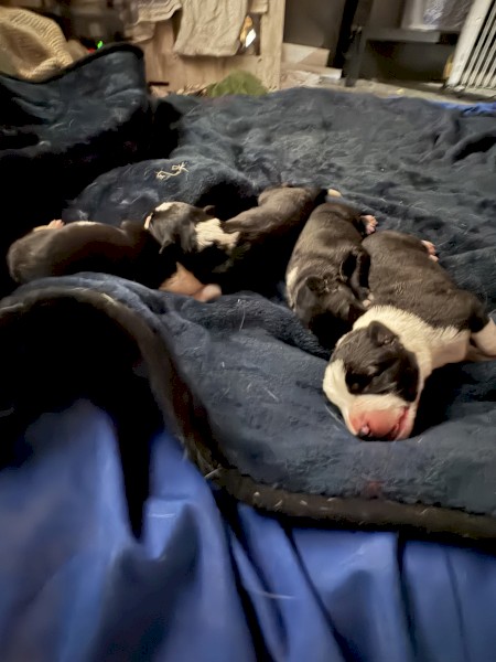 Black-tan Kelpie X Border Collie Pups
