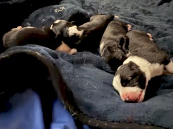 Black-tan Kelpie X Border Collie Pups