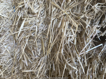 50mt Barley Straw 8x4x3 Bales