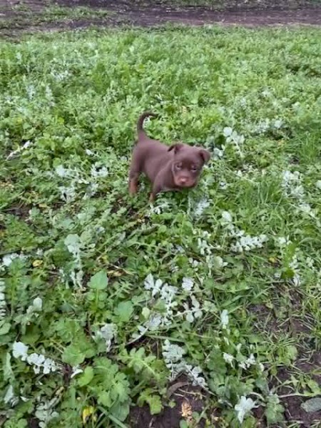 Red & Tan Kelpie Male Pups