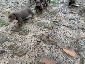 Red & Tan Kelpie Male Pups