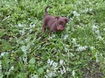 Red & Tan Kelpie Male Pups
