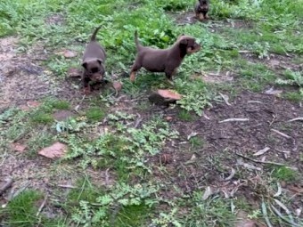 Red & Tan Kelpie Male Pups