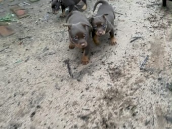 Red & Tan Kelpie Male Pups