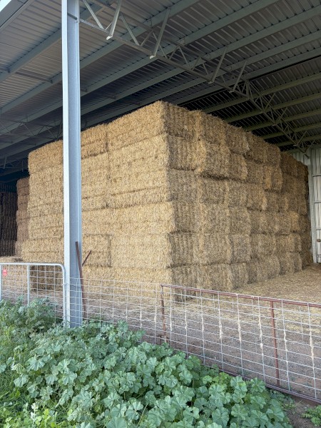 80mt Wheaten Hay 620kg 8x4x3 Bales