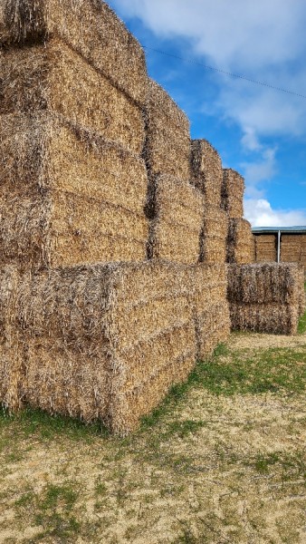 395mt Wheaten (Awned) Hay 530kg 8x4x3 Bales