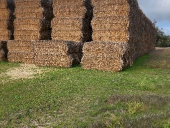 395mt Wheaten (Awned) Hay 530kg 8x4x3 Bales