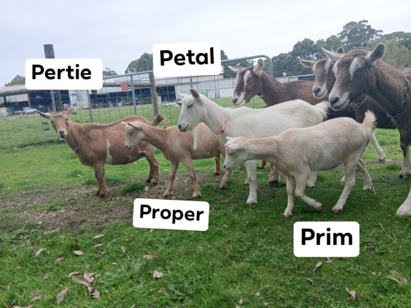 Healthy quality pet and dairy goats