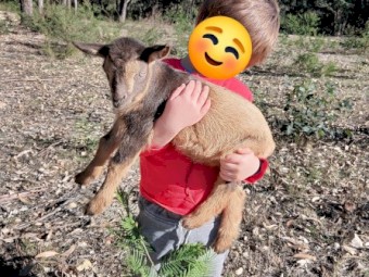 Healthy quality pet and dairy goats