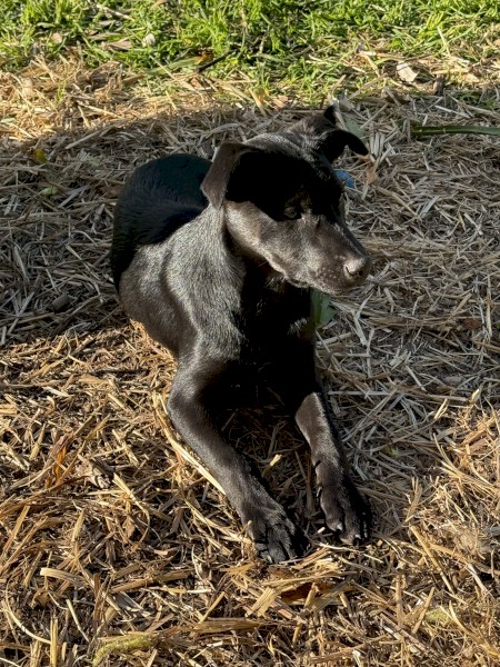Female Black Kelpie