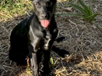 Female Black Kelpie
