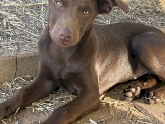 Female Black Kelpie