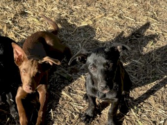 Female Black Kelpie