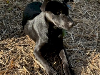 Female Black Kelpie