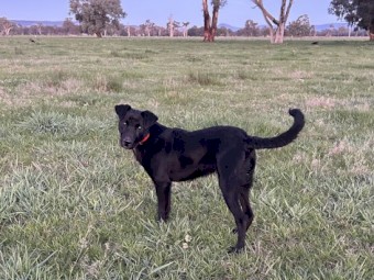 Started Pup